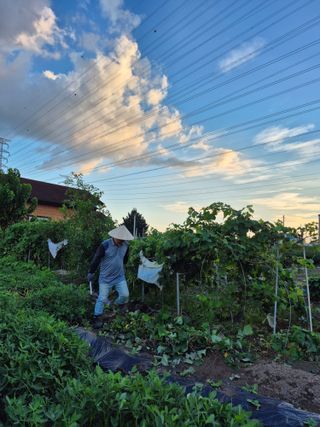 박순례님의 포도 · 영농일지 작성글 사진