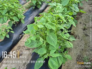 김경형님의 들깨 · 영농일지 작성글 사진