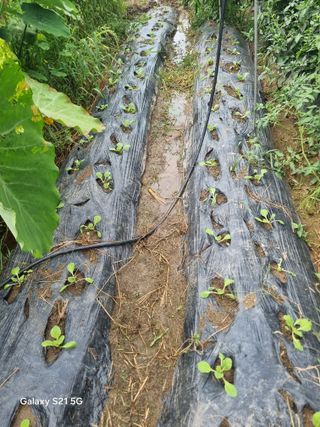 꿈사랑님의 기타작물 · 영농일지 작성글 사진