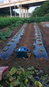 팜모닝 배추·영농일지 게시글 이미지