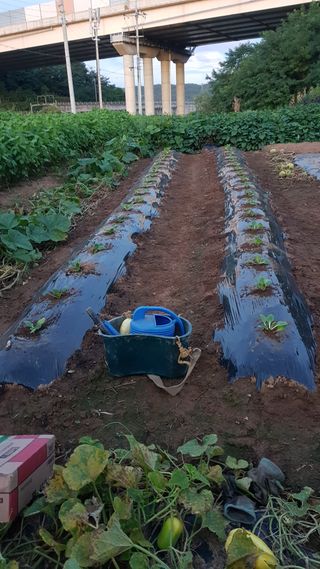 써니님의 배추 · 영농일지 작성글 사진