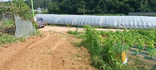 홍운기님의 기타작물 · 영농일지 작성글 사진