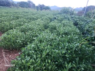 허정양님의 기타작물 · 영농일지 작성글 사진