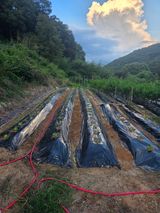 팜모닝 배추·영농일지 게시글 이미지