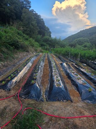 라온베리님의 배추 · 영농일지 작성글 사진