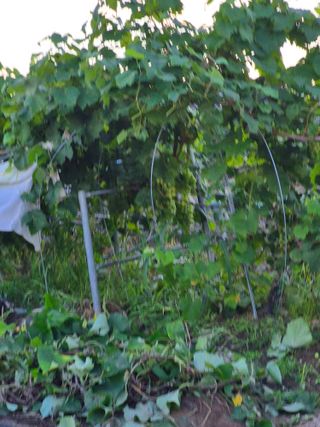 박순례님의 포도 · 영농일지 작성글 사진