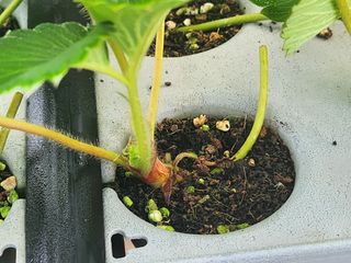 배종규님의 기타작물 · 영농일지 작성글 사진