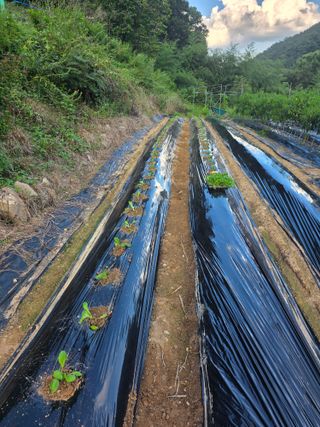 라온베리님의 배추 · 영농일지 작성글 사진