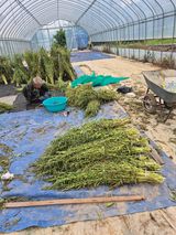 팜모닝 참깨·영농일지 게시글 이미지