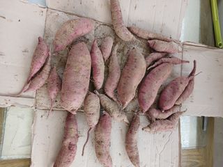 법당골길 우대영님의 기타작물 · 영농일지 작성글 사진