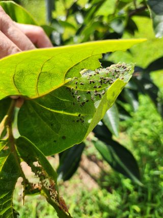 박진한님의 기타작물 · 영농일지 작성글 사진