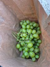 팜모닝 포도·영농일지 게시글 이미지