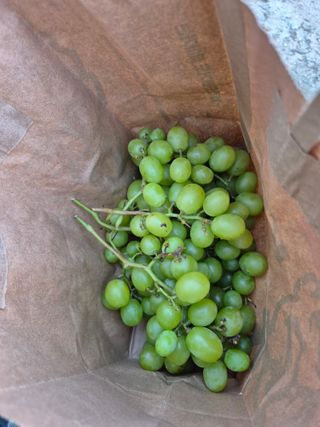 박순례님의 포도 · 영농일지 작성글 사진