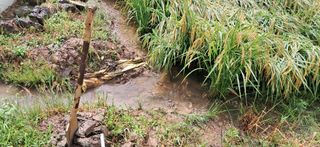 이복길님의 벼 · 영농일지 작성글 사진