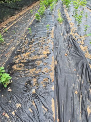 이지은님의 기타작물 · 영농일지 작성글 사진