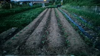 전환엽님의 참깨 · 영농일지 작성글 사진