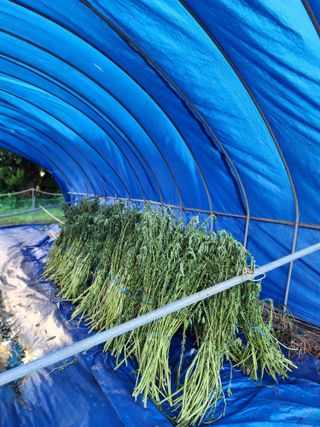 심순보님의 기타작물 · 영농일지 작성글 사진