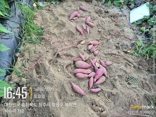 김경형님의 들깨 · 영농일지 작성글 사진