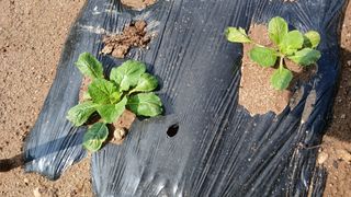 초보텃밭님의 배추 · 영농일지 작성글 사진