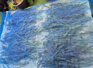 양자양행복농장님의 기타작물 · 영농일지 작성글 사진