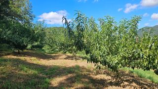 장정규님의 복숭아 · 영농일지 작성글 사진