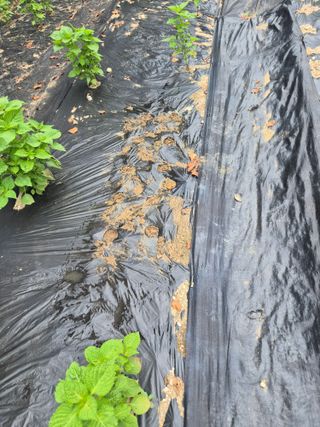 이지은님의 기타작물 · 영농일지 작성글 사진