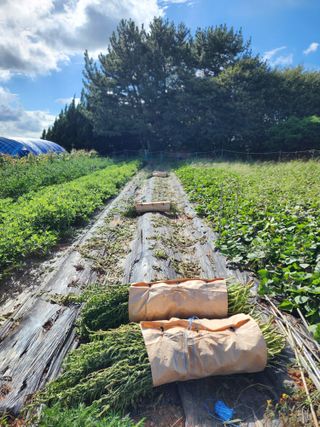 심순보님의 기타작물 · 영농일지 작성글 사진