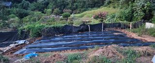 김윤오님의 기타작물 · 영농일지 작성글 사진