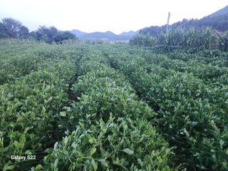 허정양님의 기타작물 · 영농일지 작성글 사진