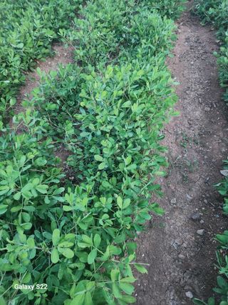 허정양님의 기타작물 · 영농일지 작성글 사진