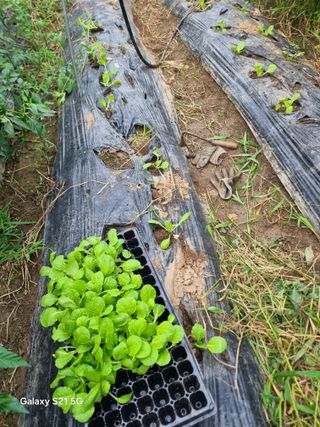 꿈사랑님의 기타작물 · 영농일지 작성글 사진