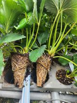 팜모닝 기타작물·영농일지 게시글 이미지