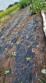 팜모닝 기타작물·영농일지 게시글 이미지