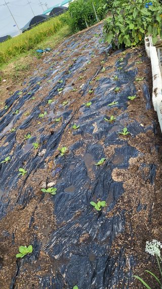 우성철님의 기타작물 · 영농일지 작성글 사진