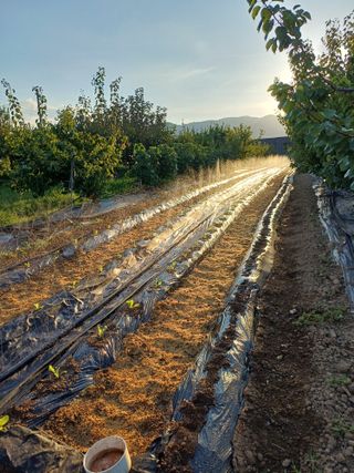 12345우각장당리님의 배추 · 영농일지 작성글 사진