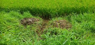 반성식님의 벼 · 영농일지 작성글 사진