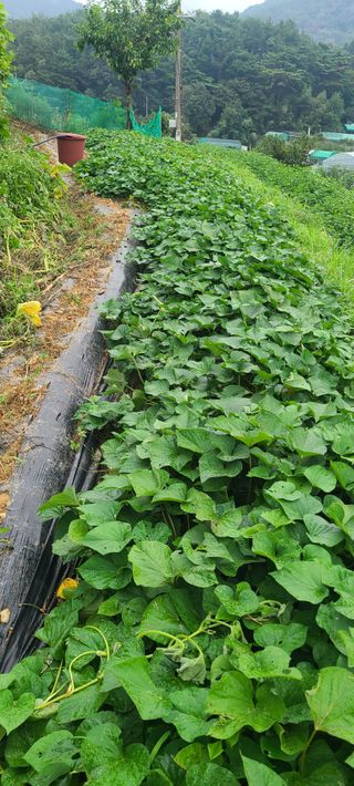 정응화님의 기타작물 · 영농일지 작성글 사진