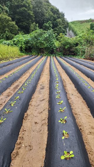 윤승호님의 배추 · 영농일지 작성글 사진