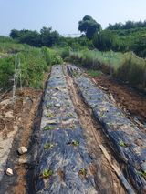 팜모닝 고추·영농일지 게시글 이미지