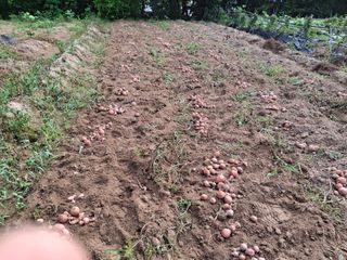 형남영님의 기타작물 · 영농일지 작성글 사진