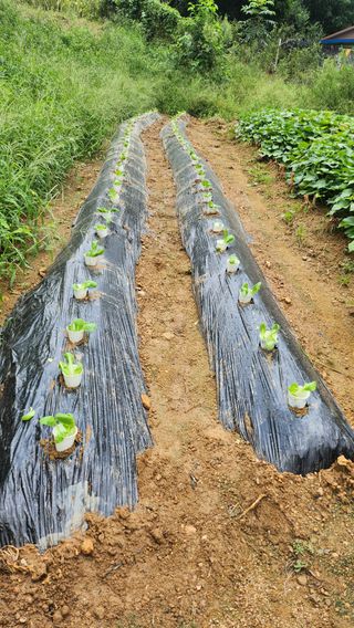 남상호 님의 배추 · 영농일지 작성글 사진