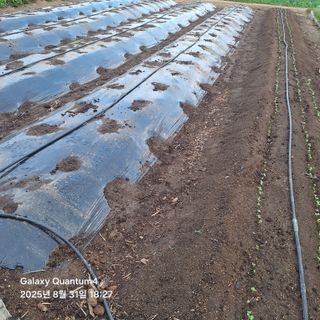 (복조리농장)김찬두님의 배추 · 영농일지 작성글 사진