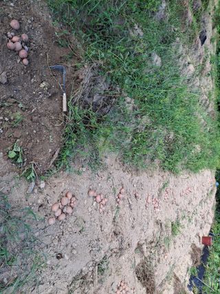 형남영님의 기타작물 · 영농일지 작성글 사진