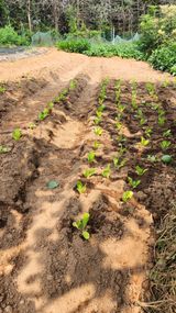 팜모닝 배추·영농일지 게시글 이미지