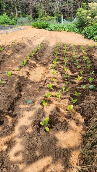 봉담고추님의 배추 · 영농일지 작성글 사진