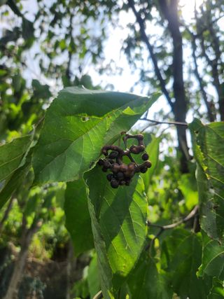 김영옥님의 기타작물 · 영농일지 작성글 사진