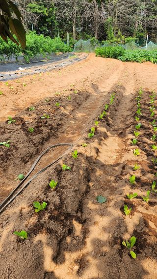 봉담고추님의 배추 · 영농일지 작성글 사진