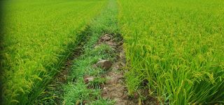 반성식님의 벼 · 영농일지 작성글 사진