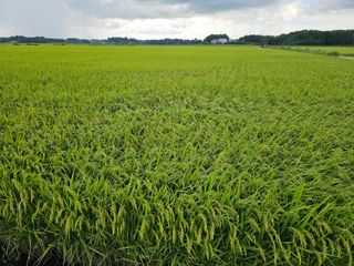 이미옥님의 벼 · 영농일지 작성글 사진