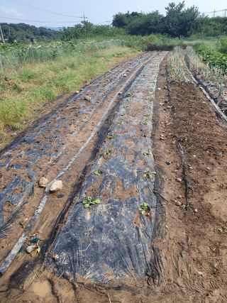 양파12861님의 고추 · 영농일지 작성글 사진